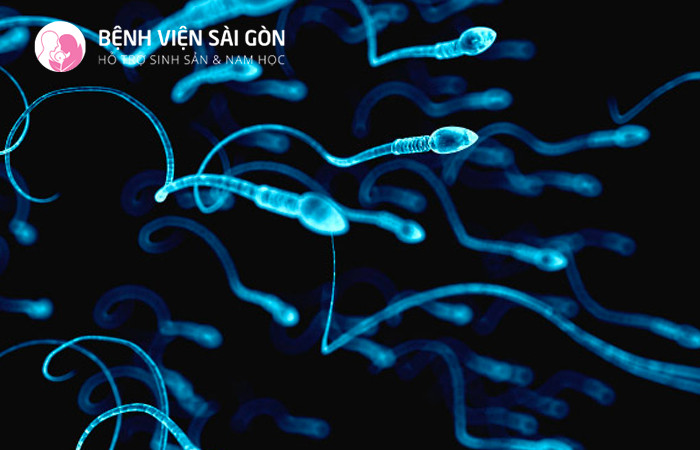 Tinh trùng Y mang NST giới tính làm nam