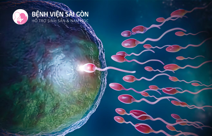 Tinh trùng khỏe nhất khi nam giới ở độ tuổi 22 - 25 tuổi