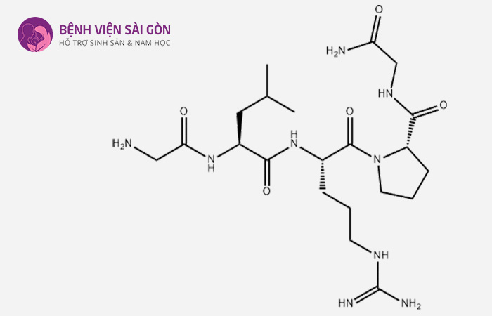 Hormone LH là một trong những nội tiết sinh sản quan trọng ở cả hai giới
