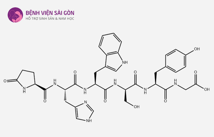 Hormone LH có chức năng điều hòa và giải phóng hormone Gonadotropin
