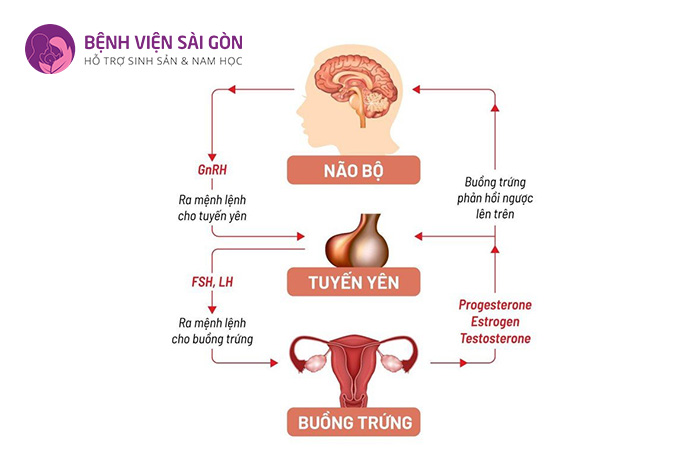 Hormone FSH giữ vai trò quan trọng trong quá trình sinh sản của con người