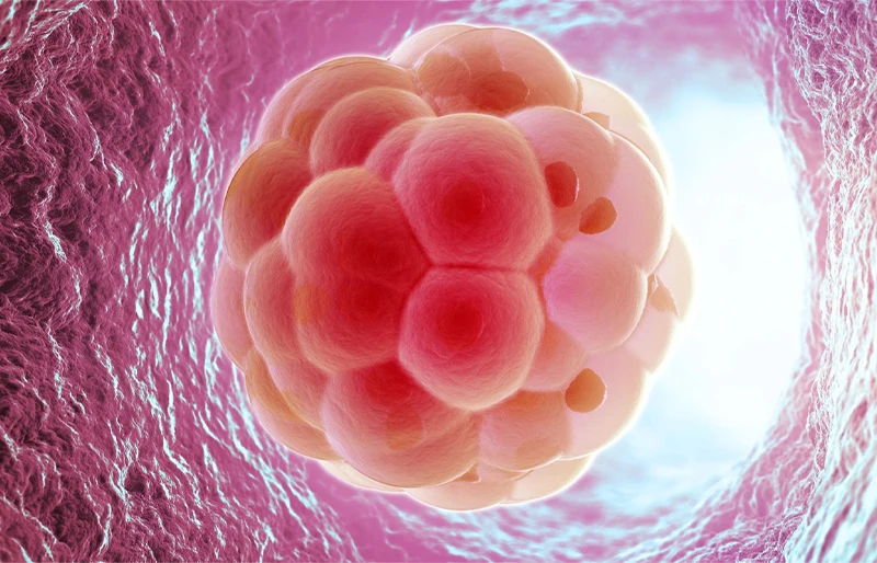 Xác định nguyên nhân thất bại IVF lặp lại Cách cải thiện giúp tăng tỷ lệ thành công